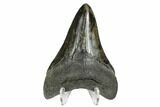 Fossil Megalodon Tooth - South Carolina #170555-2